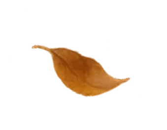 leaf